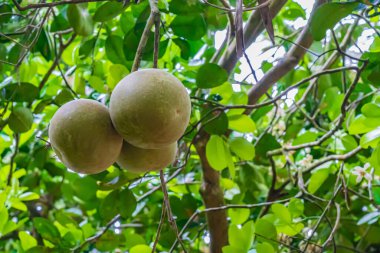 Ağaçta yeşil greyfurtlar asılı. Pomelo 'yu kapat. Zanzibar, Tanzanya