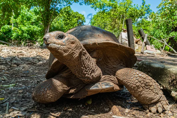 Tartaruga gigante Aldabra, tartaruga em Zanzibar, Tanzânia. — Fotografia de Stock