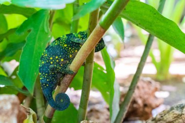 Yaprakların arasında saklanan bir dalda bukalemun. Zanzibar 'da bukalemun