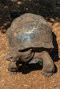 Aldabra dev kaplumbağa, Kaplumbağa Zanzibar, Tanzanya.