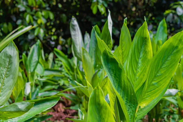 Close up on leaves of Ginger plant growing on a farm in Zanzibar, Tanzania — Stock Photo, Image