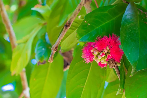 马来玫瑰苹果美丽的深红色花朵。Syzygium malaccense 。坦桑尼亚桑给巴尔 — 图库照片