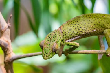 Yaprakların arasında saklanan bir dalda bukalemun. Zanzibar 'da bukalemun