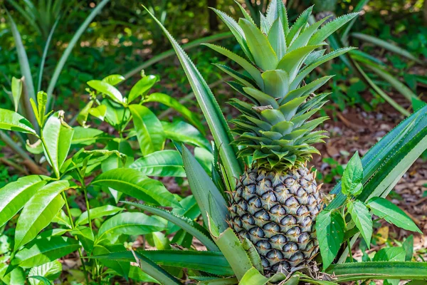 Zbliżenie owoców ananasowych na plantacji owoców tropikalnych. — Zdjęcie stockowe