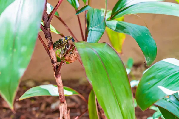 Χαμαιλέων σε ένα κλαδί που κρύβεται σε φύλλα. Chameleo στη Ζανζιβάρη — Φωτογραφία Αρχείου