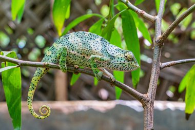 Yaprakların arasında saklanan bir dalda bukalemun. Zanzibar 'da bukalemun.