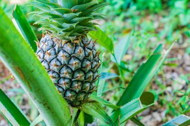 Tropikal meyve tarlasında ananas meyvesine yakın durun.