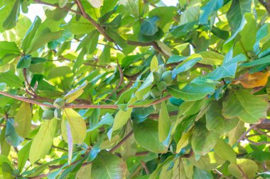 Yeşil fındıklı badem ağacı, Zanzibar, Tanzanya.