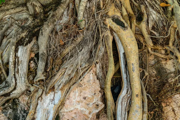 Roots Tree Rocky Wall — Stock Photo, Image