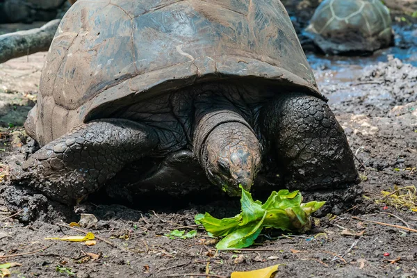 Tartaruga Gigante Aldabra Comendo Repolho Tartaruga Zanzibar Tanzânia — Fotografia de Stock