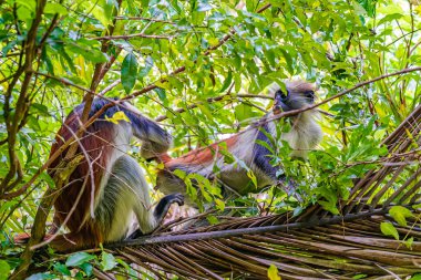 Photo of Red Colobus monkey copulating on the branch. Zanzibar, Tanzania. Piliocolobus tephrosceles. clipart