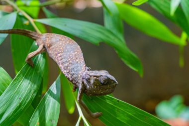 Bukalemun yaprakların üzerinde oturuyor. Zanzibar 'da bukalemun.