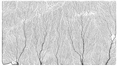 Büyüme düzeni. Üretici dallanma yapısı. Organik damar dokusu ağı