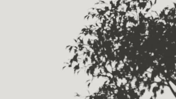 Σκιά Του Ανέμου Στο Δέντρο Αφήνει Στον Τοίχο Κενό Φόντο — Αρχείο Βίντεο