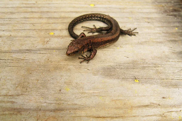 Um lagarto sobre fundo de madeira — Fotografia de Stock