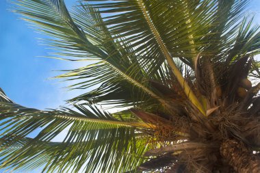 Palm'da yukarı bak