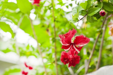 yeşillik bir arka plan üzerinde kırmızı ebegümeci