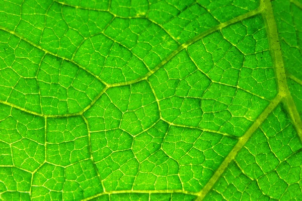 Green leaf with veins close up
