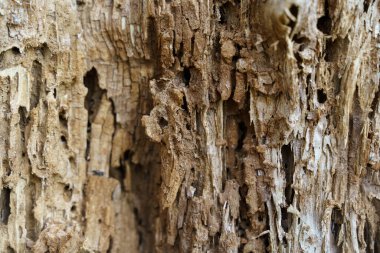 Dokular. Delikli eski ahşap dokusu.