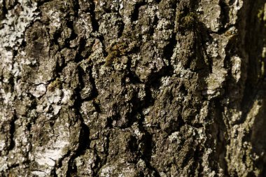 Doku. Ağaç kabuğu dokusu. Makro çekim kenar görünümü