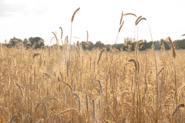 Landbouw Rogge Oogst Rijpe Oren Van Rogge Het Veld — Stockfoto