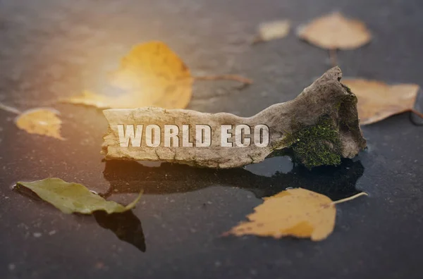 Ecology Concept Asphalt Foliage Puddle Branch Which Written World Eco — стоковое фото
