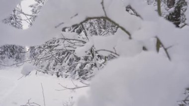 Snow-covered tree branches in the forest. Winter weather