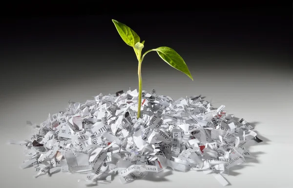 Plant growing from shredded paper — Stock Photo, Image