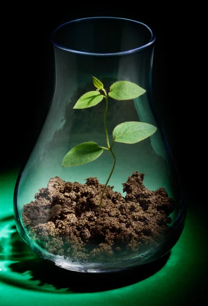 Planta em crescimento num tubo de ensaio — Fotografia de Stock