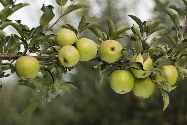 Manzanas verdes en una rama — Foto de Stock