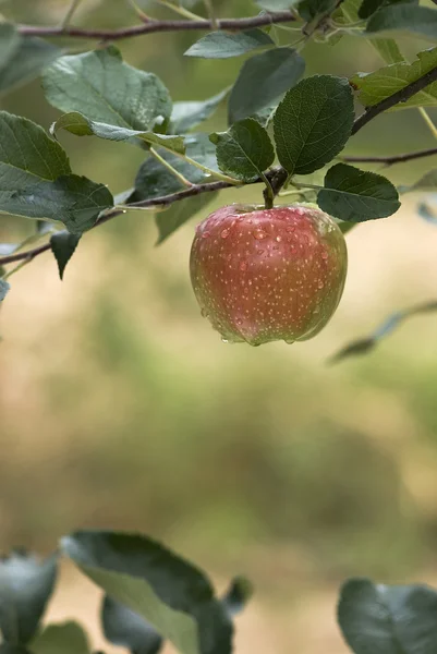 Rode appel op een tak — Stockfoto