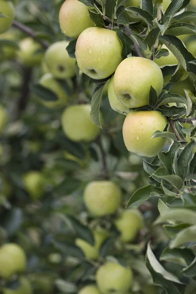 Abundancia de manzanas — Foto de Stock