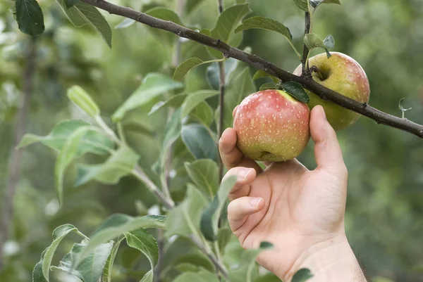 Picking an apple — Stock Photo, Image