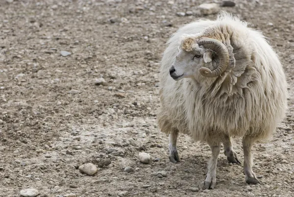 Баран ищет своих овец — стоковое фото