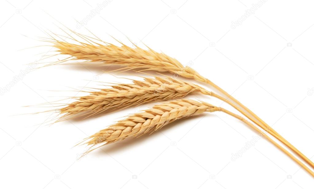 Wheat ears isolated over white background