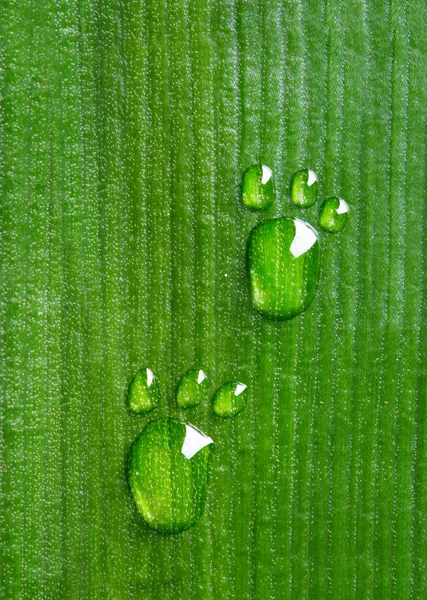 Carbon footprints on leaf — Stock Photo, Image