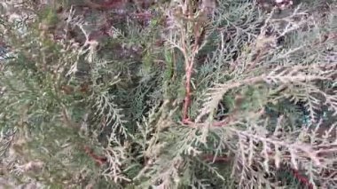 Çam iğneleri kapanıyor. Kozalaklı ağaç