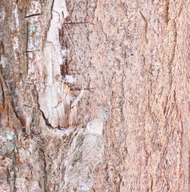 eski ağaç doku bark
