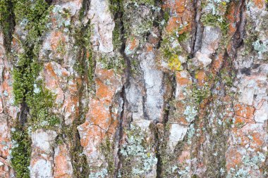 eski ağaç doku bark