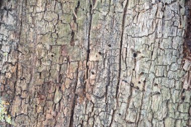 eski ağaç doku bark