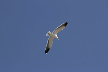 Gaviota