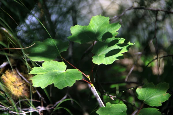 緑の森の葉 — ストック写真