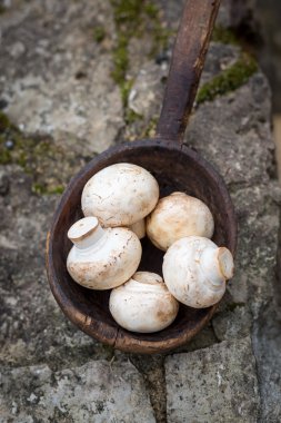 tahta kaşık mantar