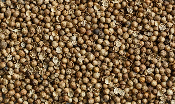 Coriander background — Stock Photo, Image