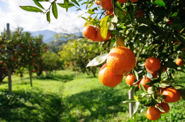 Arancio Foto Stock