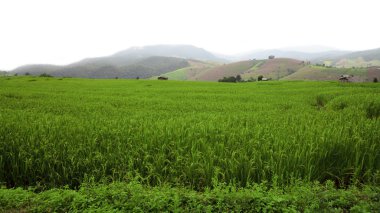 Yeşil teraslı pirinç alan