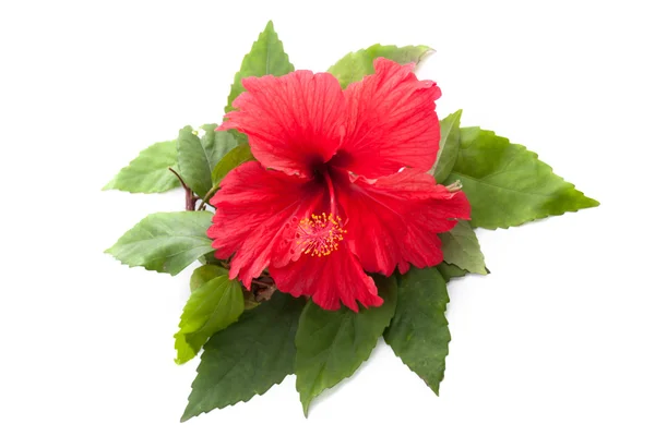 Red Hibiscus flower head over white background — Stock Photo, Image