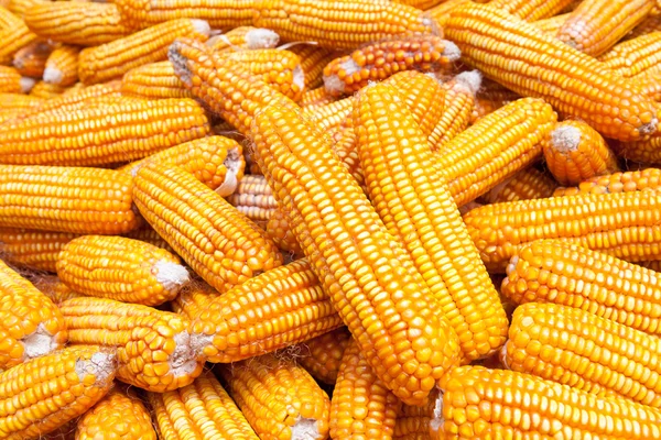 Dried corn — Stock Photo, Image