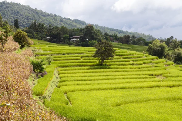 Campo de arroz con terrazas verdes — Foto de Stock