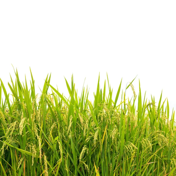 Zielony terraced ryżu pola — Zdjęcie stockowe
